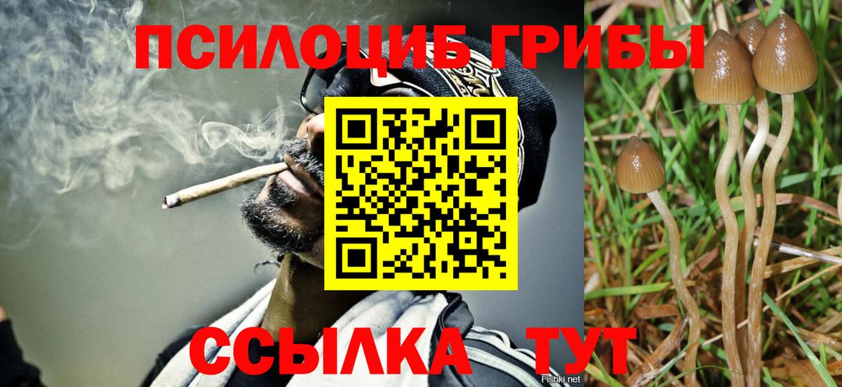 Галлюциногенные грибы Psilocybine cubensis Йошкар-Ола